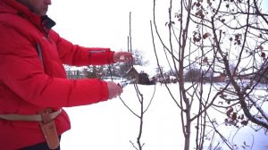 Обрезка молодой груши