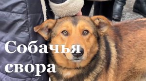 Жителей Луганска терроризируют бездомные собаки