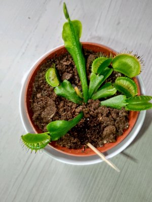 пересадка растения