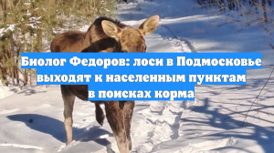 Биолог Федоров: лоси в Подмосковье выходят к населенным пунктам в поисках корма