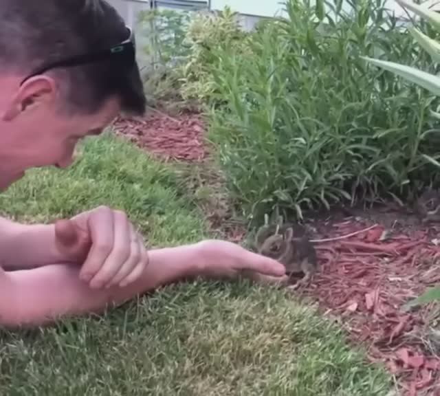 Кролики на мульче из коры