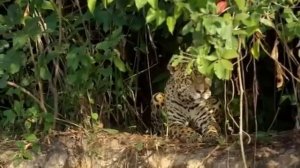 Ягуар VS Крокодил