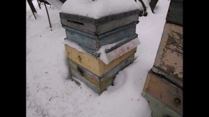 работы на пасеке в феврале ( видео из архива )