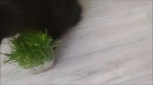 20.02.26. Зелень для кота