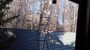 архивные видео про бельчат