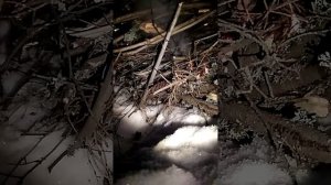 Костёр зимой. Часть 1.mp4