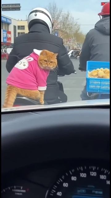 Кот и «куриное дело» 😹