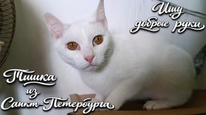 Ищу Добрые руки. Тишка из Санкт-Петербурга.