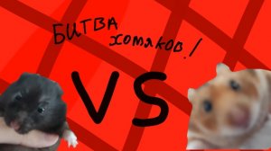 Битва Хомяков!!! кто быстрей пройдет лабиринт?! 😦😧😯😮😲🤔