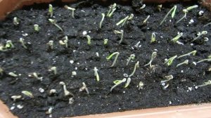 Почему долго всходят  семена перца и баклажан?