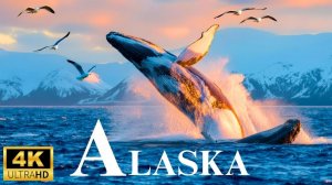 Дикая Аляска 4K - Дикая природа Аляски, жизнь в дикой местности _ Живописный фильм для отдыха