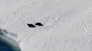 Антарктида. Зарисовки из жизни Пингвинов Аделли.