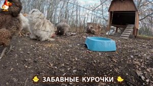 Цыплята и Курочки селяночки лучшие беспородные несушки 🥚 (444)