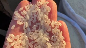 хазарасп оптим гурунч нархи