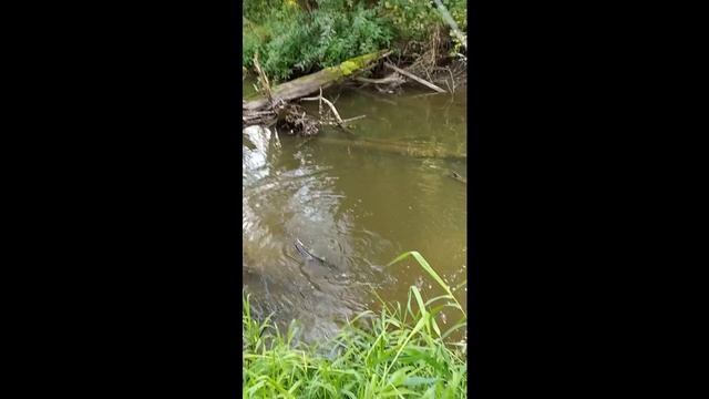 Микро-речка, 10 сентября 2023 года