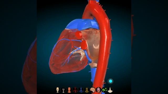 Работа сердца