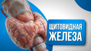 Щитовидная железа у детей: ВСЁ, ЧТО ДОЛЖНЫ ЗНАТЬ РОДИТЕЛИ