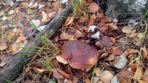 Взял сына в лес!! Накосили грибов!