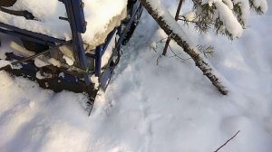 Дневник охотника. Посох в лесу.Ещё один соболь. День 21-ый.