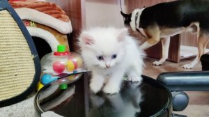 Котенок Микки катается на пылесосе. Кошки