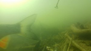 голавли в коряжнике