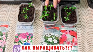 Подробно о пикировке и дальнейшем уходе за катарантусами. Выращиваем катарантусы правильно