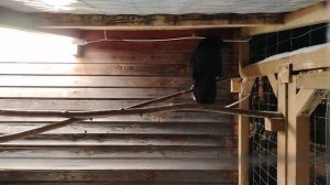 Ворон Гриша 8 января с праздником 2