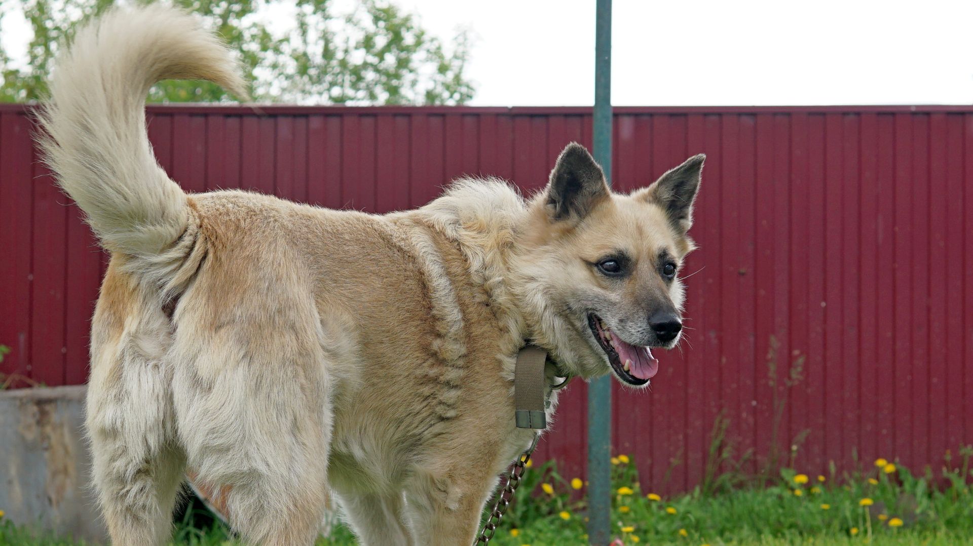 Чешу Техаса