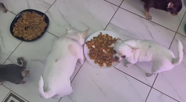 Хвостам пришло время подкрепиться - обед это главное. смотреть онлайн