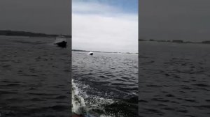 прогулка на лодке Пингвин после рыбалки