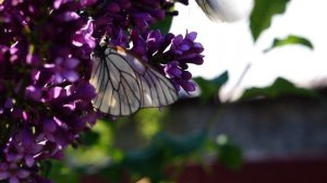 бабочки под спейс