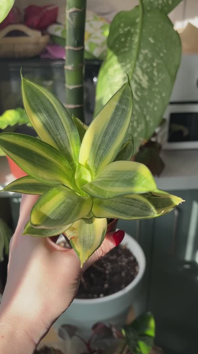 Cансевиерия голден ханни | Sansevieria Hannii Golden — как выглядит сорт(обзор растения)