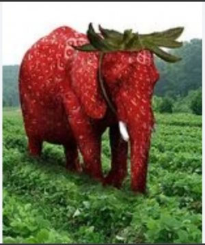 Стрэбэри_элэфант