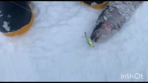 21.02.26. Поимки на VIP зоне