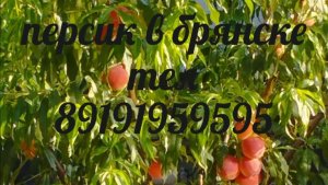 10 августа обзор персиков .