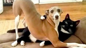 Смешные и забавные животные 😻😺 Лучшие приколы с животными 🐶 Подборка забавных животных