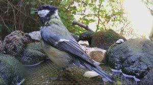 птицы 04.06.2024