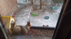 субботний вольный зоопарк.Карта на корм зверятам 2202 2062 6013 7323