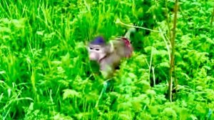 Степа ПРОСТО УТОПАЕТ в зелени нового вольера!