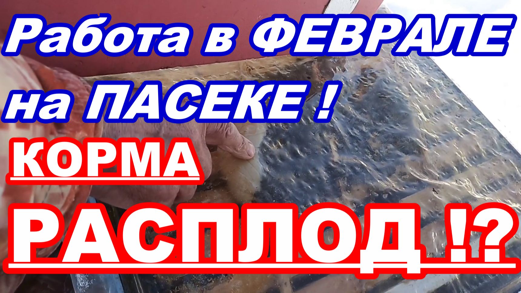 Зимовка пчёл ! Работа в ФЕВРАЛЕ на ПАСЕКЕ ! КОРМА ! РАСПЛОД ! Осмотр ульев ! Пчеловодство! смотреть онлайн