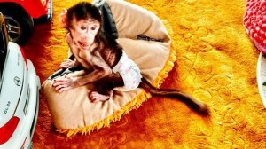 Влад дал Николь ее лежанку и ОНА ПРЯМ ЗАУЛЫБАЛАСЬ😍