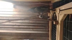 Ворон Гриша 20 января, с праздником