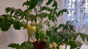 ТОМАТЫ НАЛИВАЮТСЯ/ ПЕРЕВАЛИВАЮ В БОЛЬШОЙ ОБЪЁМ