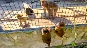 Манечку встретится с Майей НЕ ПУСКАЛИ ПАВЛИНЫ, но она НАШЛА ВЫХОД!