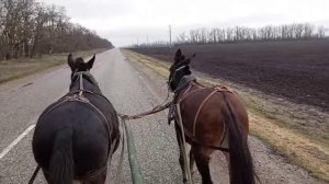 Занимаюсь с мулами