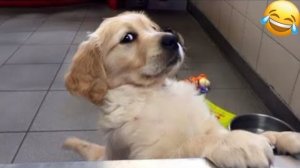 Приколы с животными🤗 Смешные видео про животных 🤗СМЕШНОЕ ВИДЕО😍 Наши любимые смешные животные