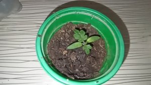 Деревенские будни//Козы хулиганят//Ревизия семян//Любвиобильный селезень.