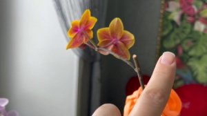 ФОКУС на орхидею Сого Лоуренс