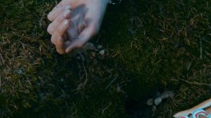 Scarlet Pleasure - Garden