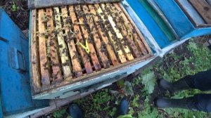 Племенная часть ПАСЕКИ. Обработка БИПИНОМ